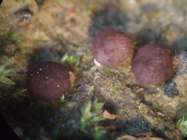 macrostoma