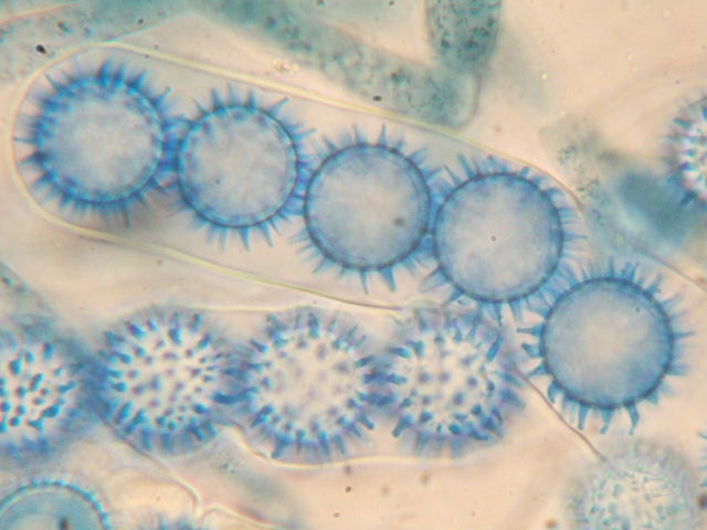 macrostoma