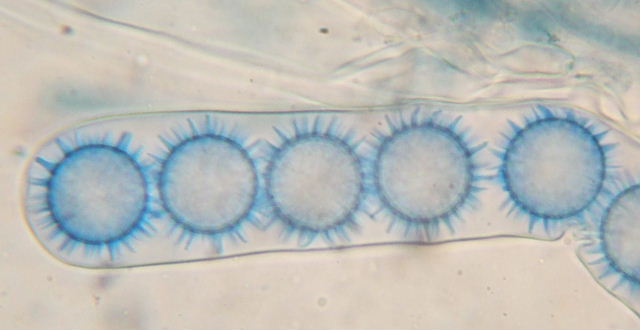 macrostoma