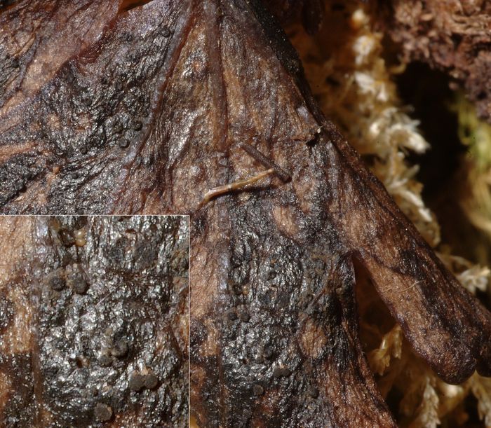 macrostoma