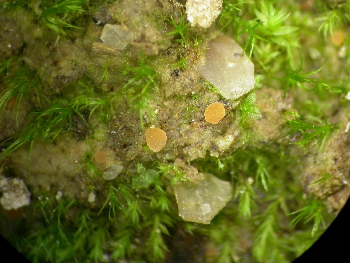 macrostoma