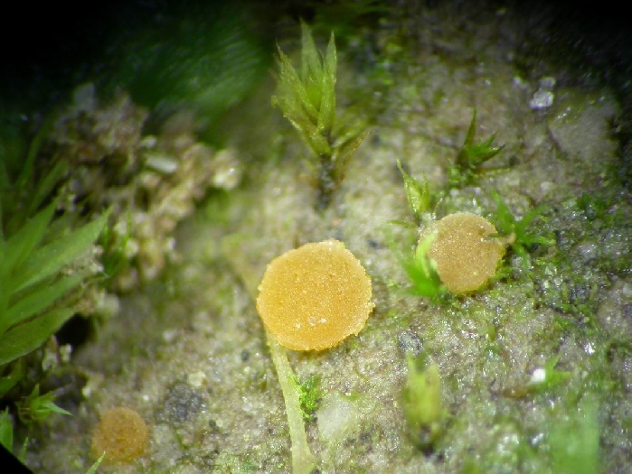 macrostoma
