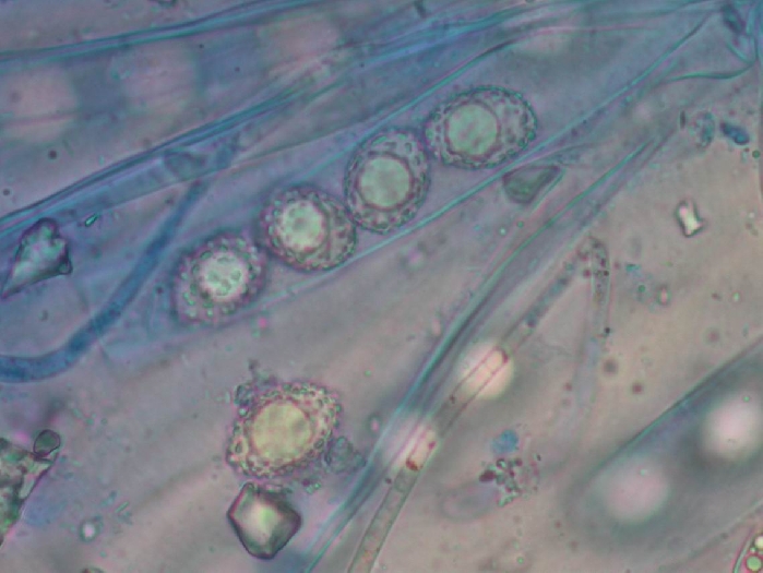 macrostoma
