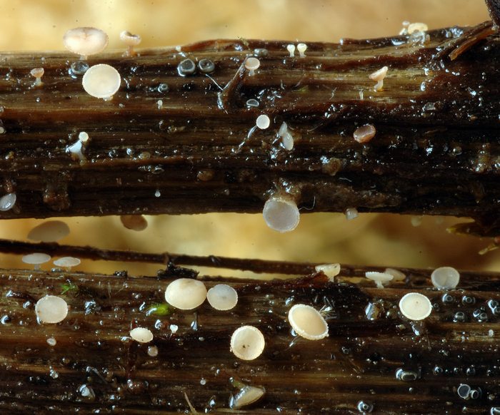 macrostoma