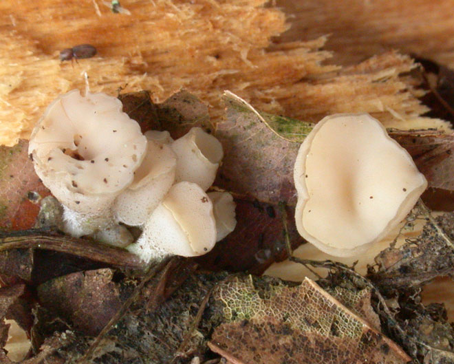 macrostoma