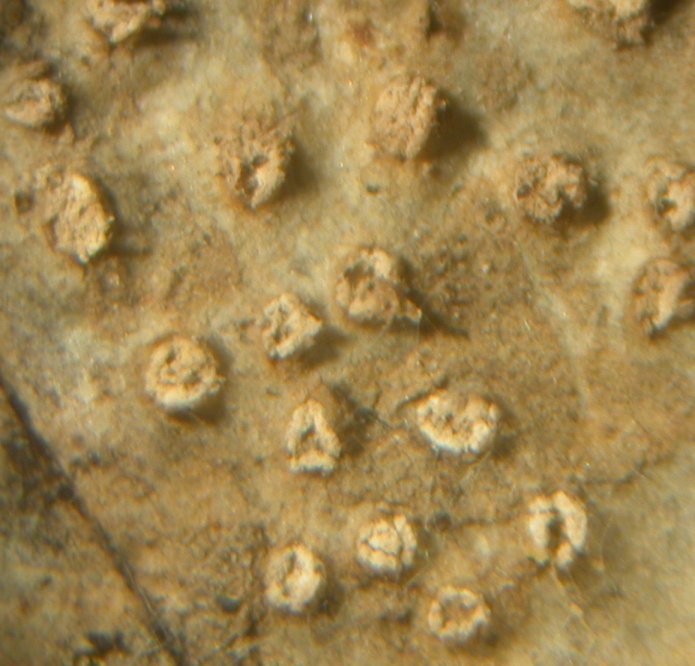 macrostoma
