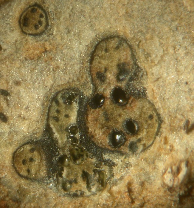 macrostoma