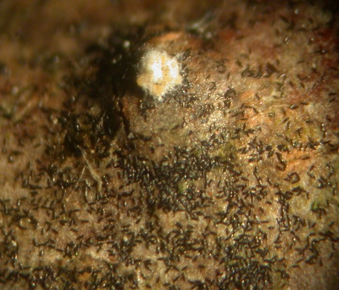 macrostoma