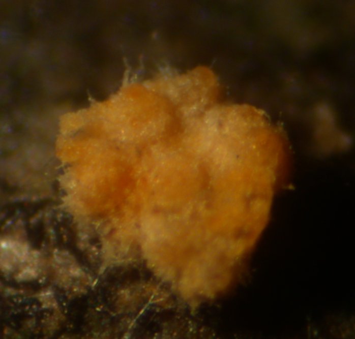 macrostoma