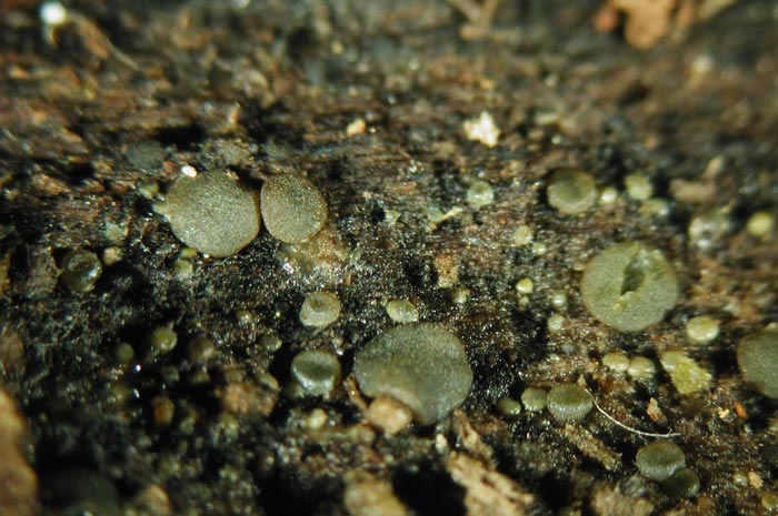 macrostoma