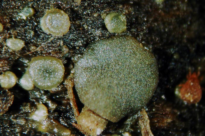 macrostoma
