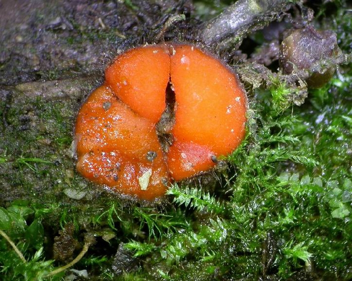 macrostoma