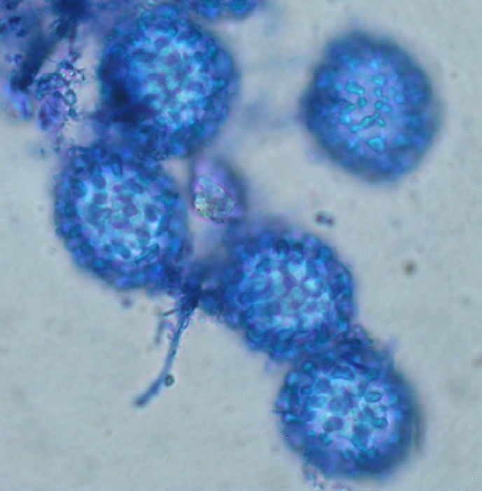 macrostoma