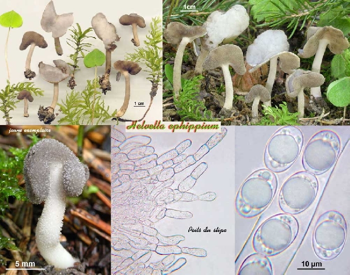macrostoma