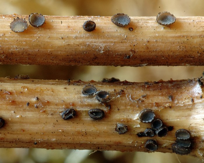 macrostoma