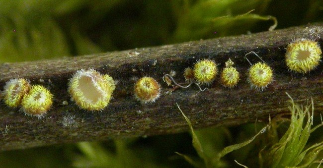 macrostoma