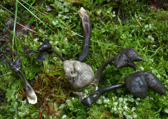 macrostoma