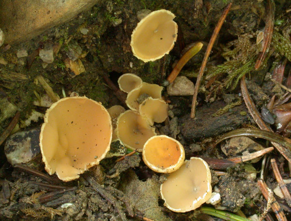 macrostoma