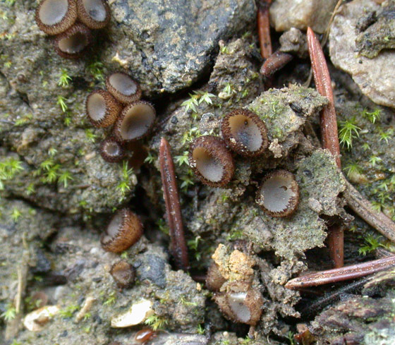 macrostoma