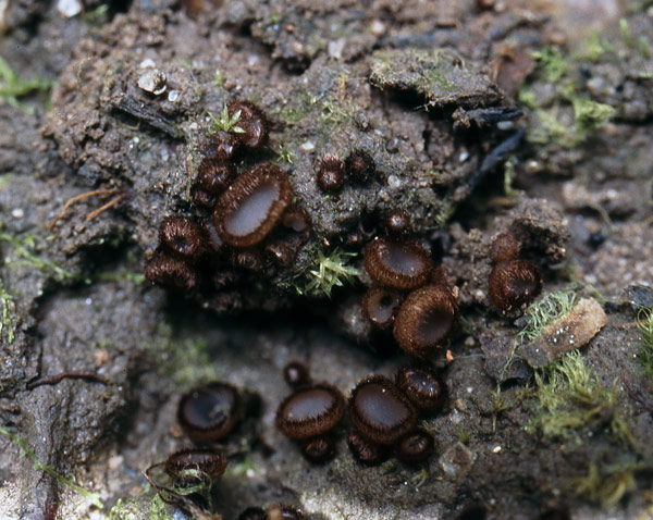 macrostoma