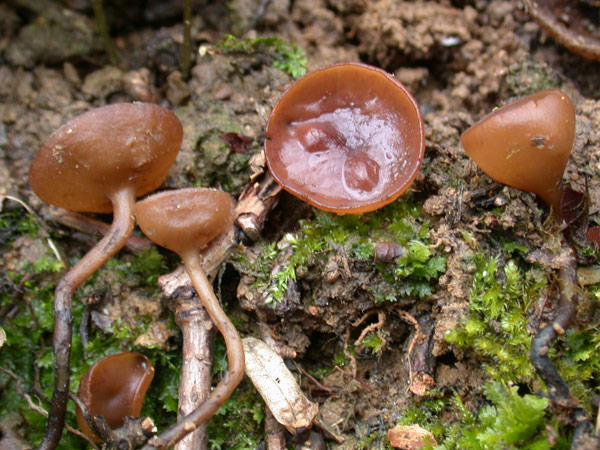 macrostoma