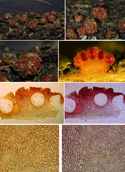 macrostoma