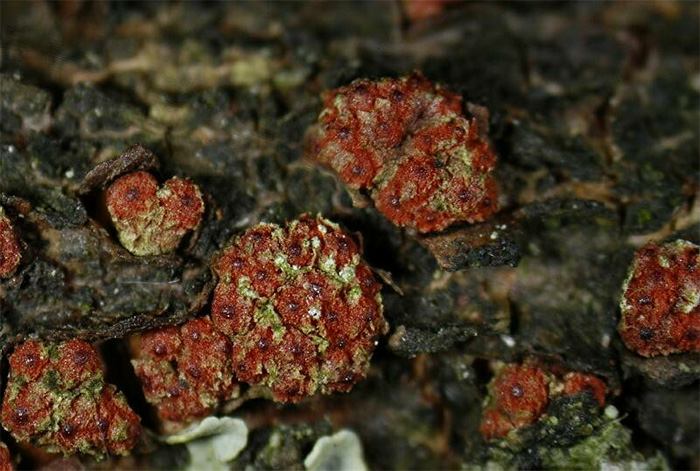 macrostoma