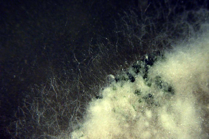 macrostoma