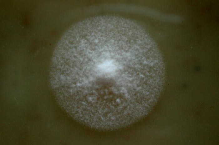 macrostoma