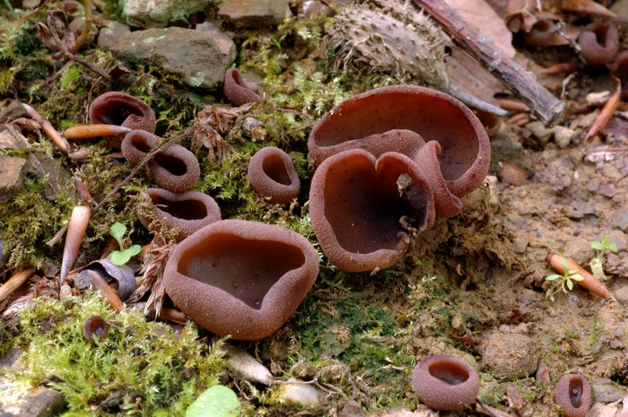 macrostoma