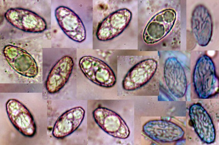 macrostoma