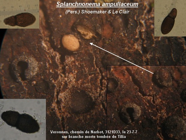 macrostoma