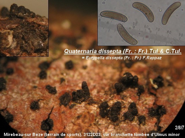 macrostoma