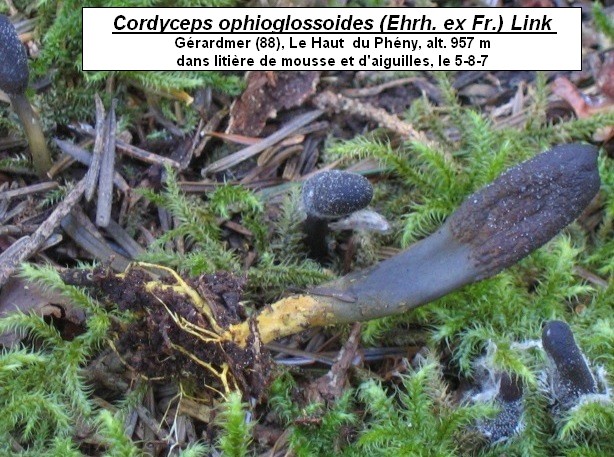 macrostoma