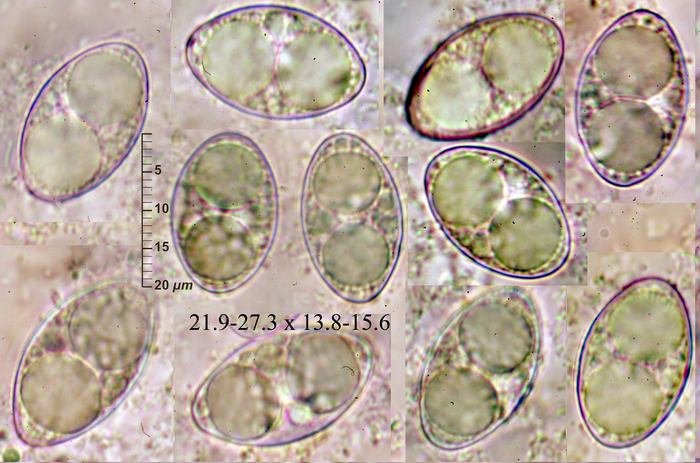 macrostoma