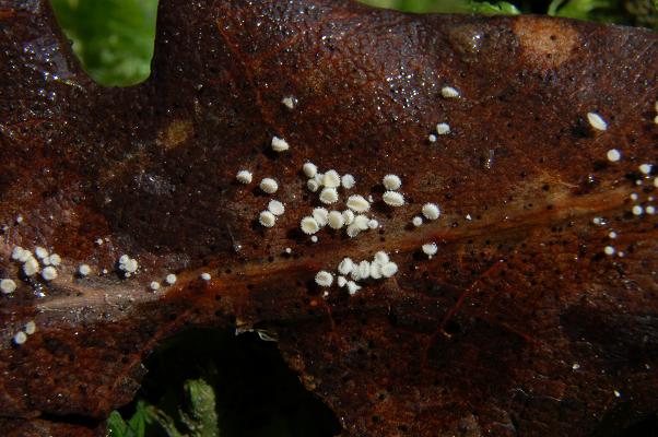 macrostoma