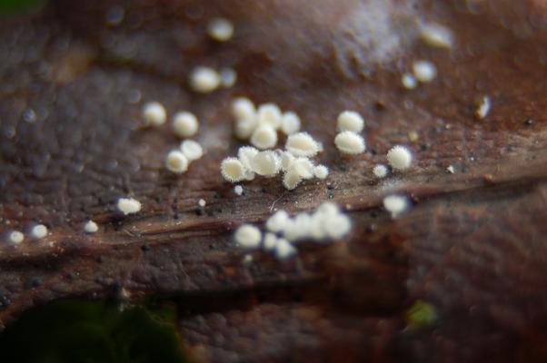 macrostoma