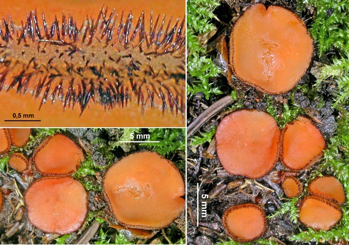 macrostoma