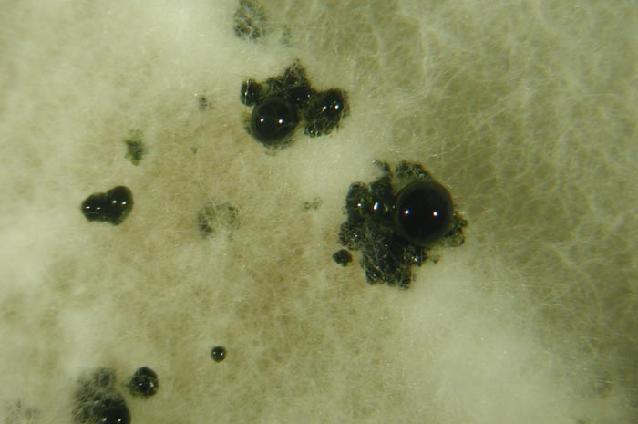 macrostoma