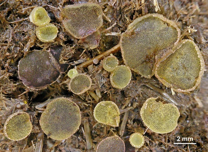 macrostoma