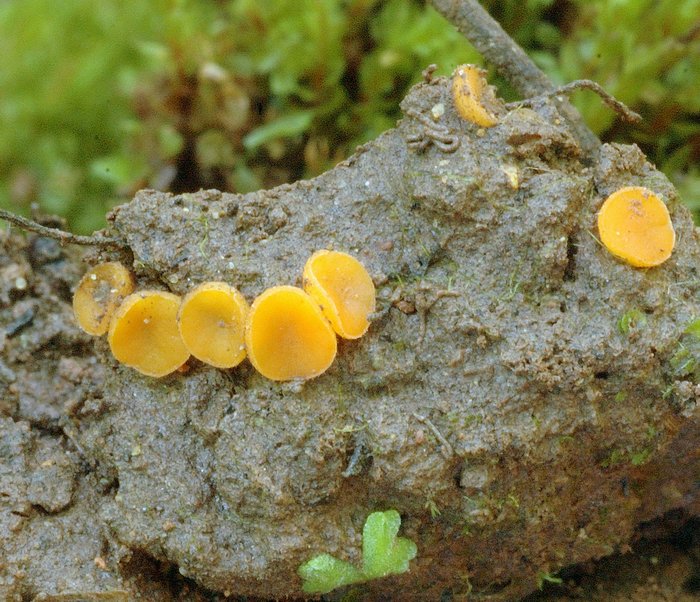 macrostoma