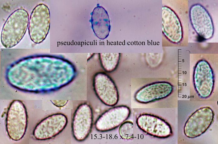 macrostoma