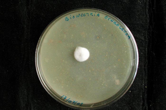macrostoma