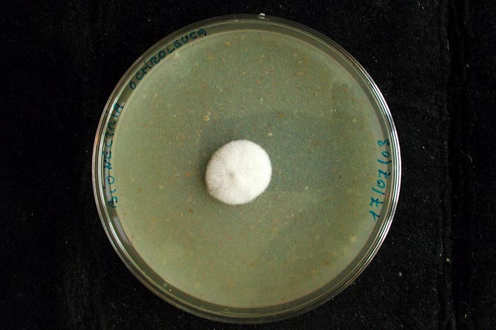 macrostoma