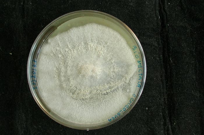 macrostoma