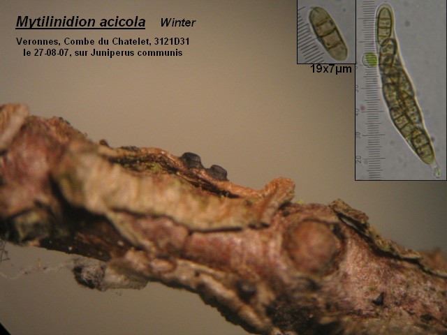 macrostoma