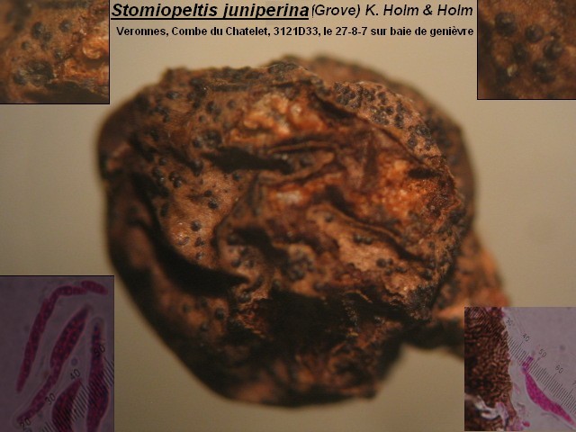 macrostoma
