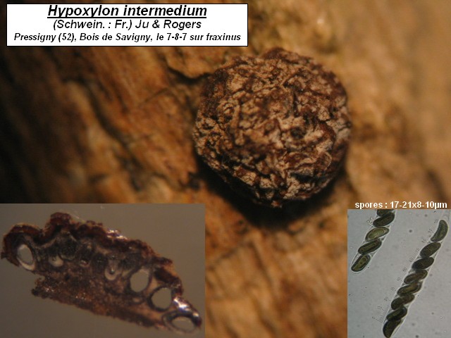 macrostoma