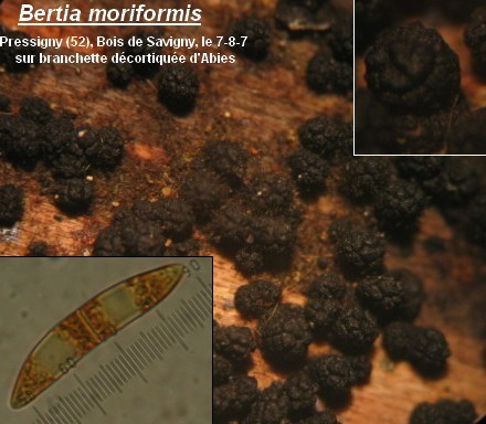 macrostoma