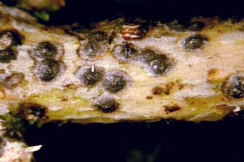 macrostoma
